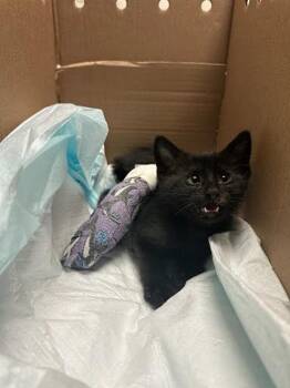Durango -  Domestic Short Hair Cat for Adoption in Austin, Texas - Durango | PetCurious