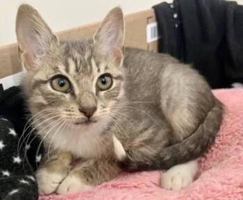 Arthur -  Domestic Short Hair Cat for Adoption in Morristown, New Jersey - Arthur | PetCurious