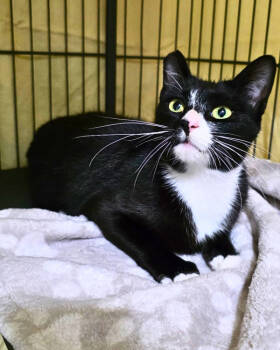 Rescue Domestic Short Hair Cats for Adoption in Novato, California - Selkie | PetCurious