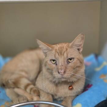 Rescue Domestic Short Hair Cats for Adoption in Madison, Wisconsin - Uno | PetCurious
