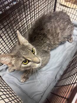 Domestic Short Hair Cats Available for Adoption in Sorrento, Louisiana - Clarkson | PetCurious