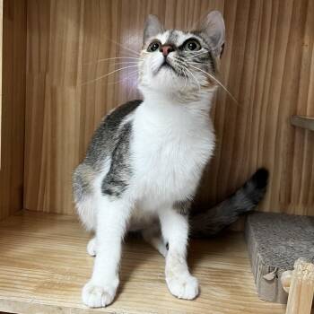 Domestic Short Hair Cats Available for Adoption in Yucca Valley, California - Korra | PetCurious