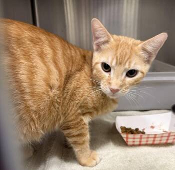 Luke Skywalker -  Domestic Short Hair Cat for Adoption in Stratham, New Hampshire - Luke Skywalker | PetCurious