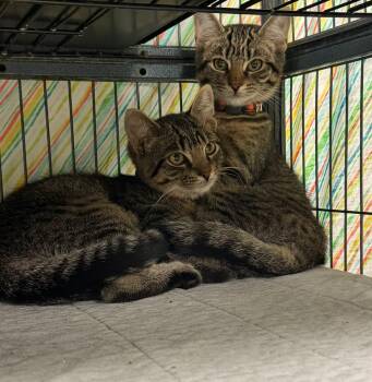 Tamara and Murano -  Tabby and Tiger Cat for Adoption in Ringwood, New Jersey - Tamara And Murano | PetCurious