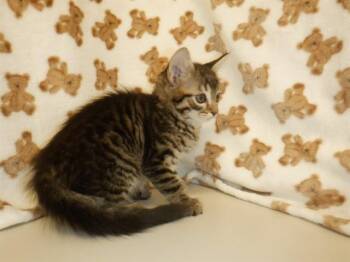SPIRIT -  Domestic Short Hair Cat for Adoption in San Jose, California - SPIRIT | PetCurious