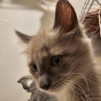 Stella -  American Shorthair Cat for Adoption in Newberg, Oregon - Stella | PetCurious