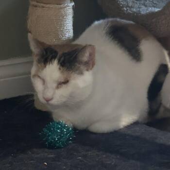 Phoebe Super Bubbles - CHIP -  Domestic Short Hair Cat Available for Adoption in Westport, Connecticut - Phoebe Super Bubbles - CHIP | PetCurious