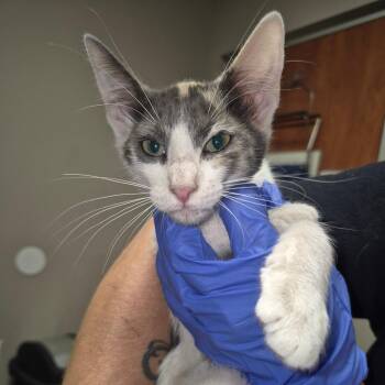 Sedona -  Domestic Short Hair Cat for Adoption in Yuma, Arizona - Sedona | PetCurious