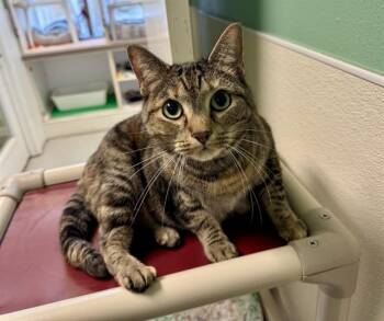 DYLAN -  Domestic Short Hair Cat for Adoption in Sarasota, Florida - DYLAN | PetCurious