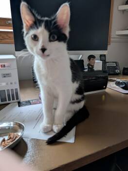 Domestic Short Hair Cats Available for Adoption in Chicago Ridge, Illinois - MARIO | PetCurious