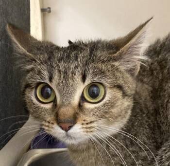 Domestic Short Hair Cats Available for Adoption in Cincinnati, Ohio - Rudin | PetCurious