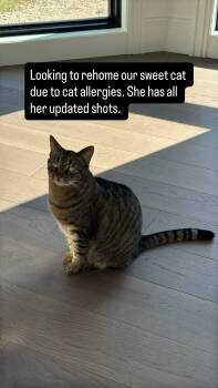 Katana OS 0620 -  Domestic Medium Hair Cat for Adoption - Katana OS 0620 | PetCurious