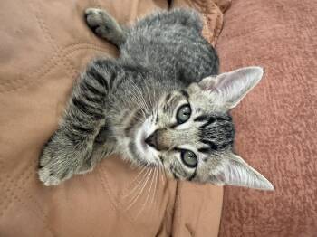Rescue Tabby Cats for Adoption in Los Angeles, California - Frankie | PetCurious