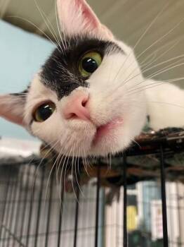 Rescue Domestic Short Hair Cats for Adoption in Warren, Ohio - Carmella | PetCurious