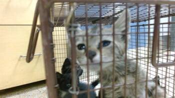 MARBLES -  Domestic Short Hair Cat for Adoption in Doral, Florida - MARBLES | PetCurious