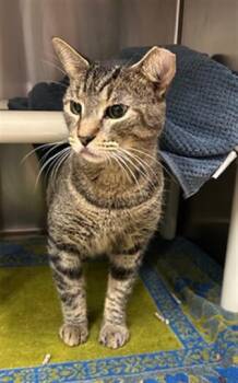 PRINCETO -  Domestic Short Hair Cat for Adoption in Derwood, Maryland - PRINCETO | PetCurious