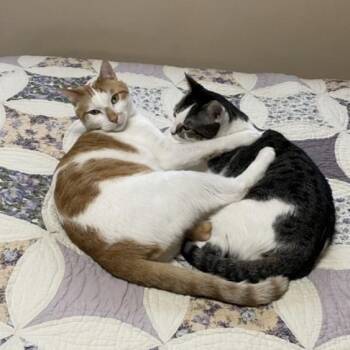 Rosie and Rusty (Bonded Pair) -  Domestic Medium Hair Cat Available for Adoption in Creve Coeur, Missouri - Rosie And Rusty (Bonded Pair) | PetCurious
