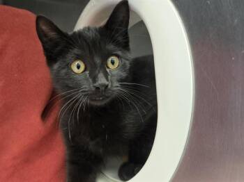 FRUIT BAT -  Domestic Short Hair Cat for Adoption in Palo Alto, California - FRUIT BAT | PetCurious
