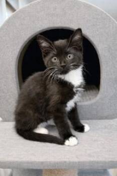 Domestic Short Hair Cats Available for Adoption - Pepsi | PetCurious