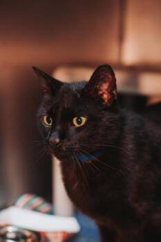 Domestic Short Hair Cats Available for Adoption in North Charleston, South Carolina - 92005A Nico Jr- PetSmart Mt Pleasant | PetCurious