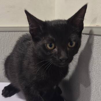 Rescue Domestic Short Hair Cats for Adoption in Tampa, Florida - Zac | PetCurious