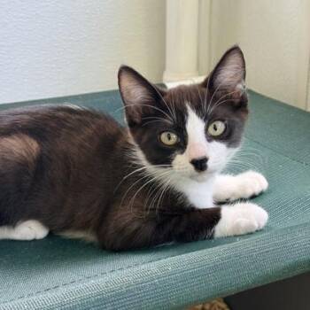 Domestic Short Hair Cats Available for Adoption in Honolulu, Hawaii - Hen | PetCurious