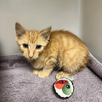 72040 -  Domestic Short Hair Cat for Adoption in Harrisonburg, Virginia - 72040 | PetCurious