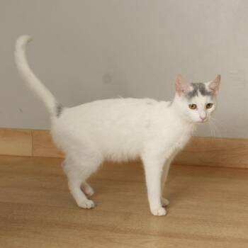 Zinnia C70319 -  Domestic Short Hair Cat for Adoption in Minnetonka, Minnesota - Zinnia C70319 | PetCurious