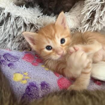 Domestic Short Hair Cats Available for Adoption in Tustin, California - Poppy | PetCurious