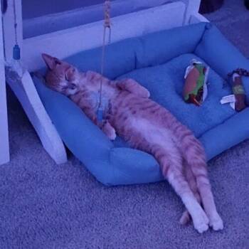 George -  Domestic Short Hair Cat for Adoption in Tampa, Florida - George | PetCurious