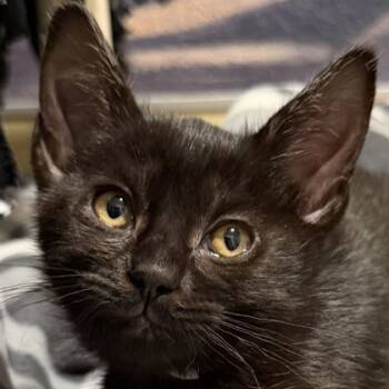 Rescue Domestic Short Hair Cats for Adoption in Pleasanton, California - Shasta | PetCurious