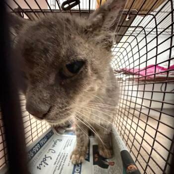 Mister Sir -  Domestic Short Hair Cat for Adoption in Edinburg, Texas - Mister Sir | PetCurious