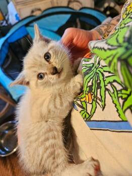 Siamese Cats Available for Adoption in Liberty, New York - Chili (G) | PetCurious