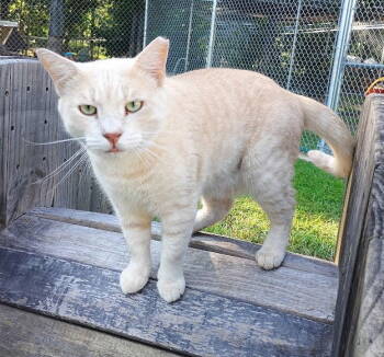 Rescue Domestic Short Hair and Tabby Cats for Adoption in Magnolia Springs, Alabama - Big Hoss | PetCurious