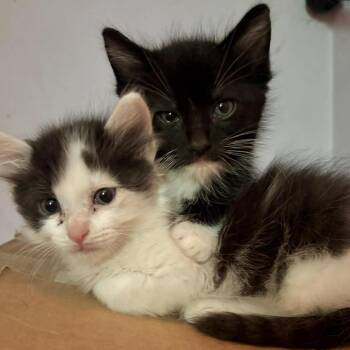 Domestic Medium Hair Cats Available for Adoption in Parrish, Alabama - Thyme | PetCurious