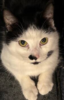 Domestic Short Hair Cats Available for Adoption in Elizabethton, Tennessee - Little Foot | PetCurious