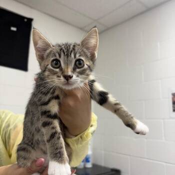 Frapp -  Domestic Short Hair Cat for Adoption in Incline Village, Nevada - Frapp | PetCurious