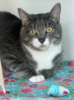Domestic Short Hair Cats Available for Adoption in Manassas, Virginia - Storm (ID 51356/1489) | PetCurious