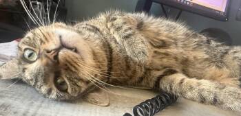 Jody "niko" Davis -  Domestic Short Hair and Tabby Cat for Adoption in Chandler, Arizona - Jody "niko" Davis | PetCurious