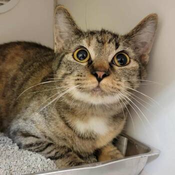 Rescue Domestic Short Hair Cats for Adoption in Columbia, Missouri - Hazel | PetCurious