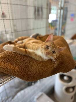 Moana -  Domestic Short Hair Cat for Adoption in Mcpherson, Kansas - Moana | PetCurious