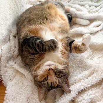 Domestic Short Hair Cats Available for Adoption in New Britain, Connecticut - Queen Lola | PetCurious