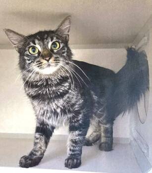 Rescue Domestic Long Hair Cats for Adoption in Ogden, Utah - Cosmo | PetCurious