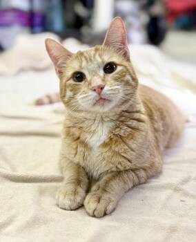 Teeter -  Domestic Short Hair Cat for Adoption in Covington, Louisiana - Teeter | PetCurious
