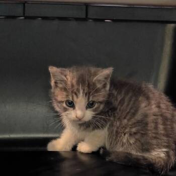 Sovereign -  Domestic Short Hair Cat for Adoption in Lynchburg, Virginia - Sovereign | PetCurious