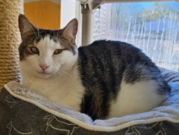Michael Myers -  Domestic Short Hair Cat for Adoption in Norwalk, Connecticut - Michael Myers | PetCurious