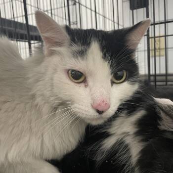 Domestic Long Hair Cats Available for Adoption in Las Vegas, Nevada - Petunia | PetCurious
