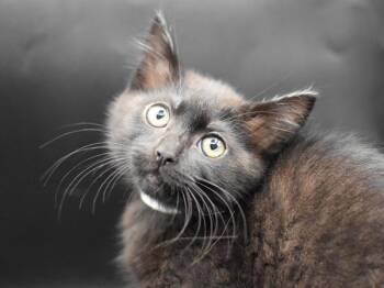 Fedora -  Domestic Short Hair Cat for Adoption in Portland, Oregon - Fedora | PetCurious