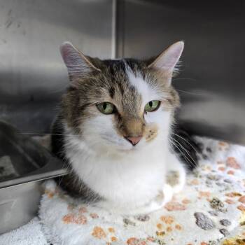 Mimi -  Domestic Long Hair Cat for Adoption in Marshalltown, Iowa - Mimi | PetCurious