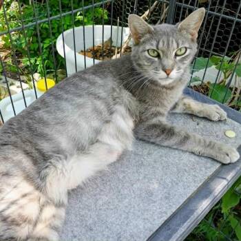 Piper -  Domestic Short Hair Cat for Adoption in Austin, Texas - Piper | PetCurious